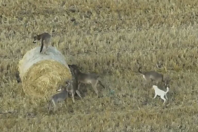 Chiot « adopté » par une meute de loups en Grèce : voir les images du cas rare qui étonne les experts