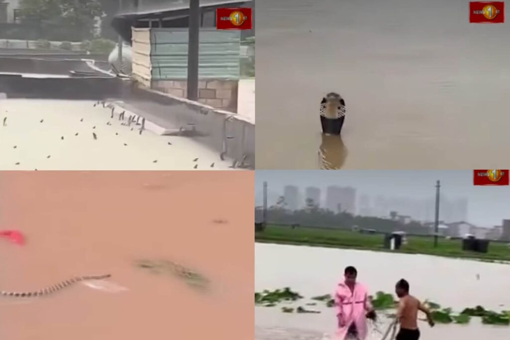 900 serpents se sont échappés d'une ferme du centre de la Chine dévastée par le typhon Maysak