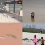 900 serpents se sont échappés d'une ferme du centre de la Chine dévastée par le typhon Maysak