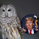 Trump annule 50 ans de protection de la faune sauvage : feu vert au forage et à l'exploitation minière, même dans les habitats d'espèces menacées