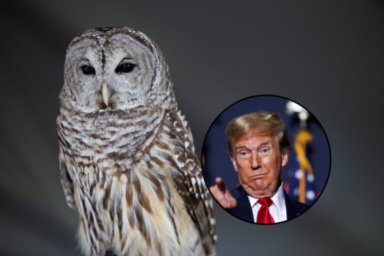 Trump annule 50 ans de protection de la faune sauvage : feu vert au forage et à l'exploitation minière, même dans les habitats d'espèces menacées