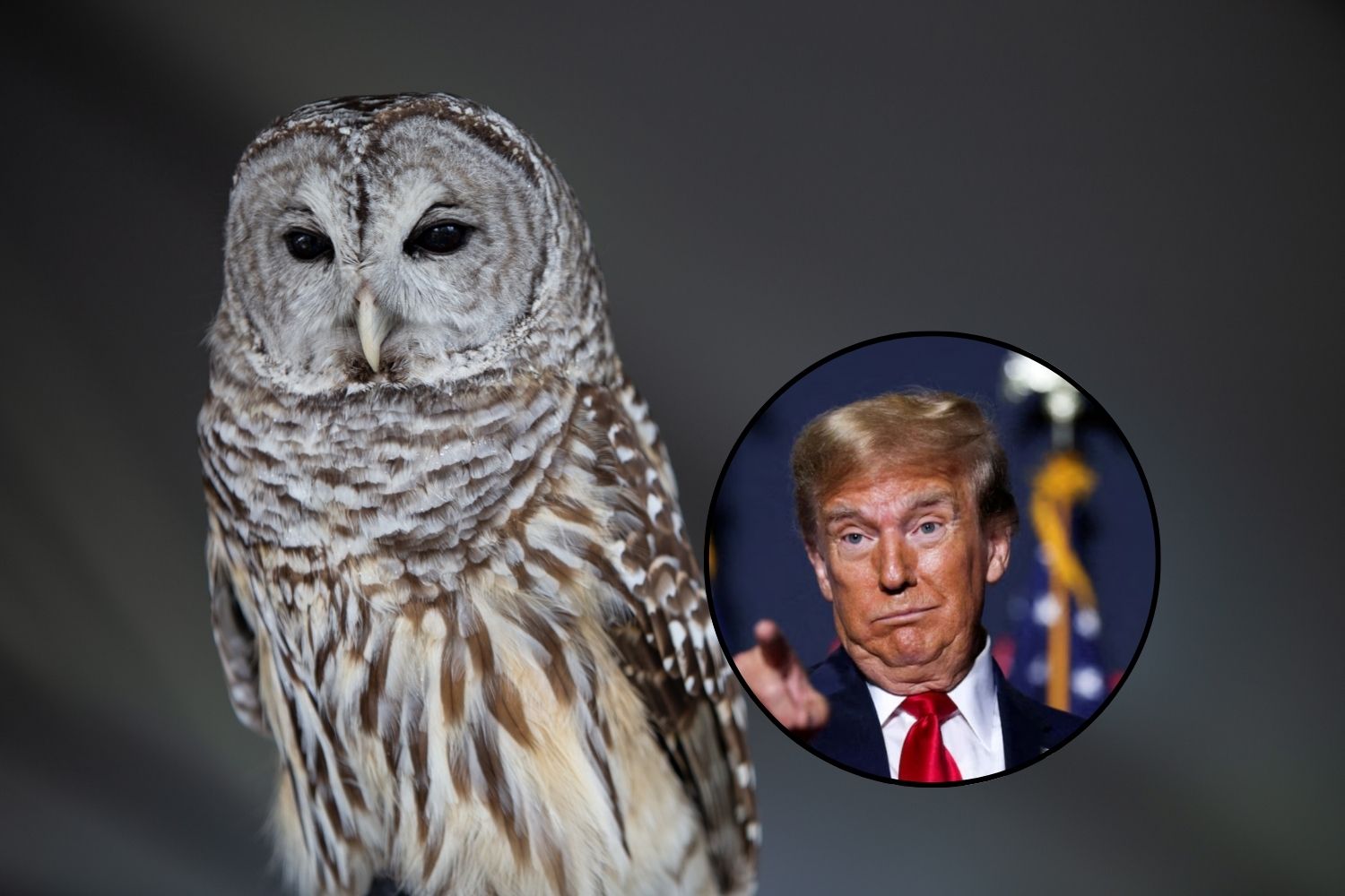 trump fauna selvatica