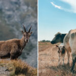 Deux randonneurs blessés par un bouquetin et une vache : les épisodes qui rappellent les erreurs à ne pas commettre en montagne