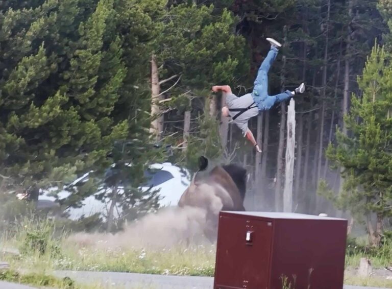 Un bison de 900 kilos charge un touriste marchant avec son neveu et le jette en l'air : peur dans le parc de Yellowstone