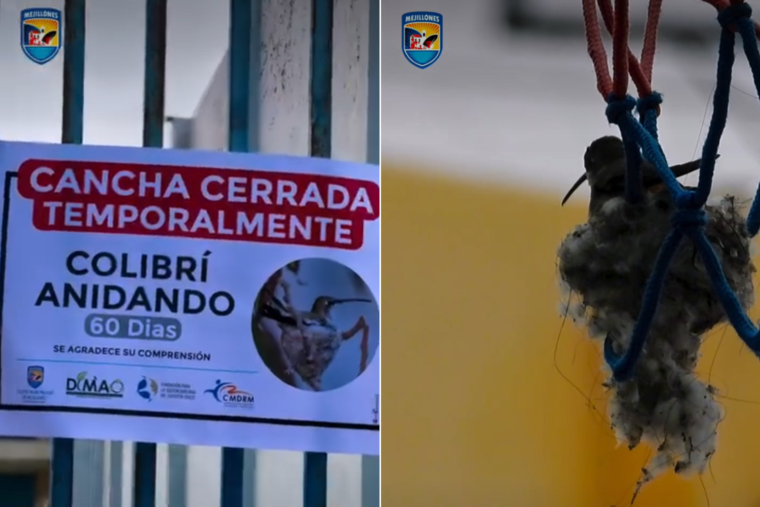 Colibrì