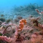 L'hippocampe revient sur les fonds marins du golfe de Naples après des années d'absence (grâce au reboisement de Posidonia oceanica)