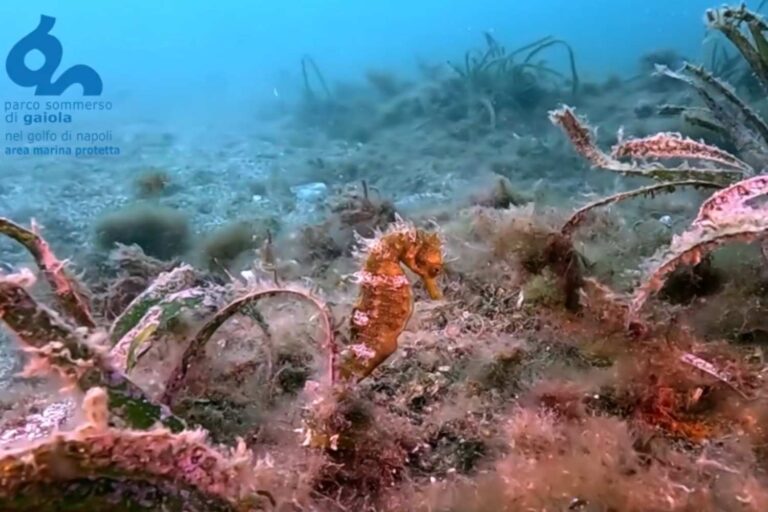 L'hippocampe revient sur les fonds marins du golfe de Naples après des années d'absence (grâce au reboisement de Posidonia oceanica)
