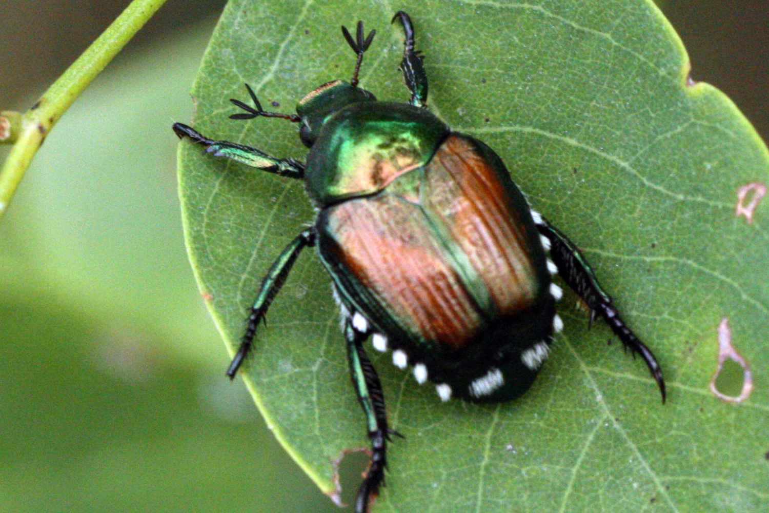 Popillia japonica 2