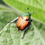 Urgence Popillia japonica : cette Région installe 188 pièges pour stopper le coléoptère invasif qui menace les vignobles