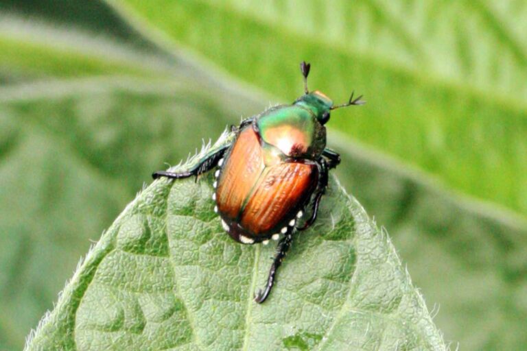 Urgence Popillia japonica : cette Région installe 188 pièges pour stopper le coléoptère invasif qui menace les vignobles