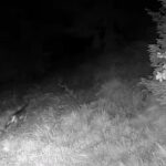 Rien que des tueries et des chasseurs ! Les moyens de dissuasion anti-loup fonctionnent vraiment (et la vidéo provenant du Trentin le prouve)