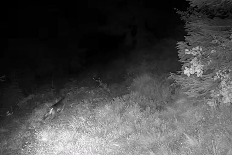 Rien que des tueries et des chasseurs ! Les moyens de dissuasion anti-loup fonctionnent vraiment (et la vidéo provenant du Trentin le prouve)