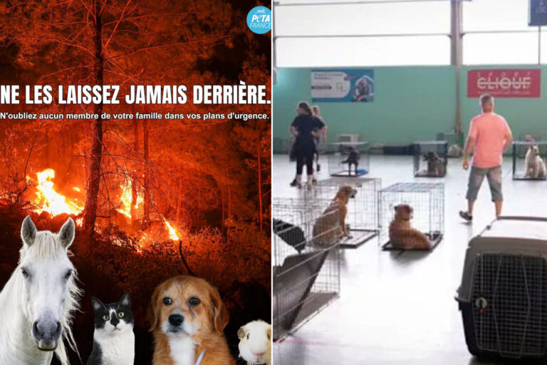 Bras de feu dans la forêt de Fontainebleau : pompiers et volontaires se mobilisent pour sauver les chiens, chevaux et autres animaux des flammes