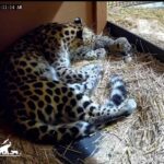 Un adorable léopard de l'Amour est né au zoo de Cleveland, l'un des félins les plus rares de la planète (mais il est déjà condamné)