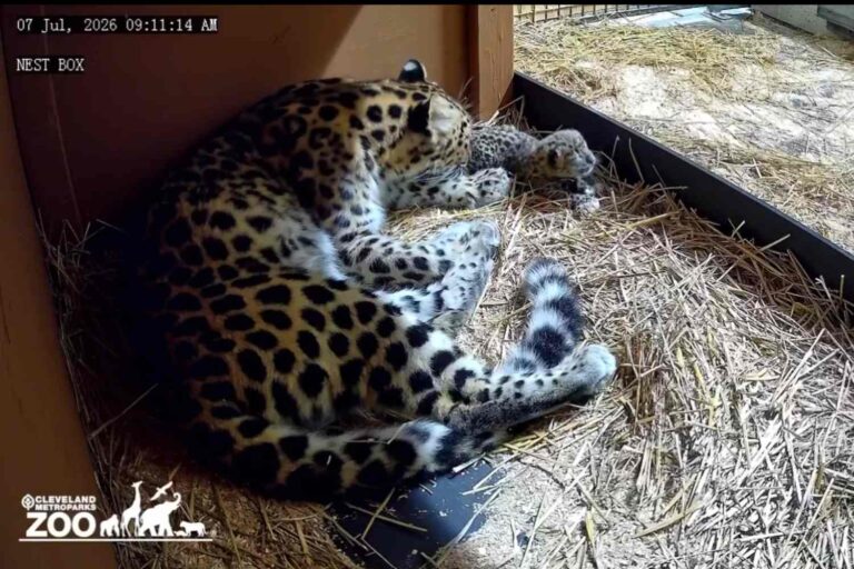 Un adorable léopard de l'Amour est né au zoo de Cleveland, l'un des félins les plus rares de la planète (mais il est déjà condamné)