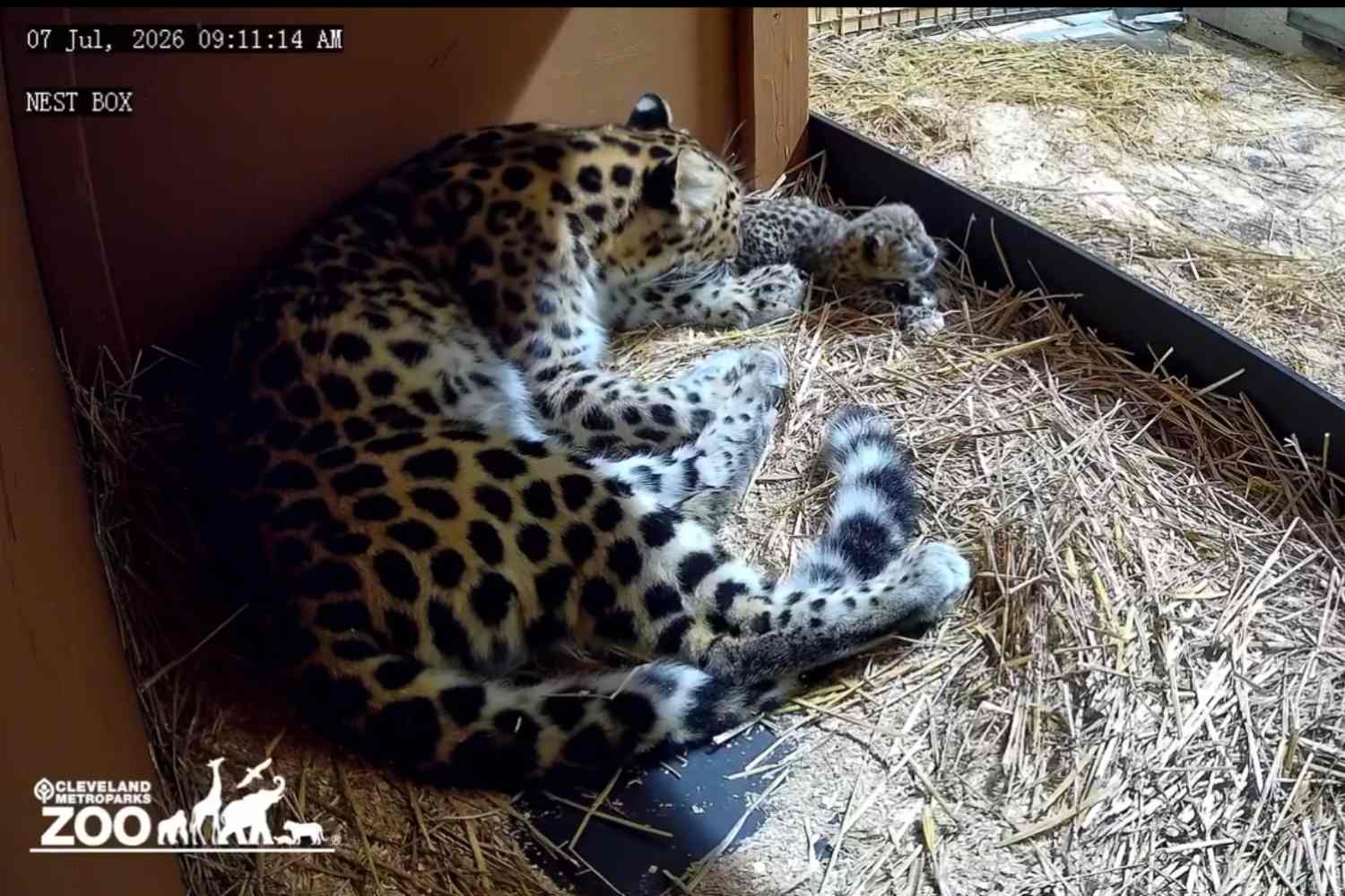 Leopardo Cleveland