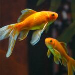 Une décision historique reconnaît deux poissons rouges comme des êtres sensibles : « ils ne peuvent pas être exposés et traités comme des marchandises »