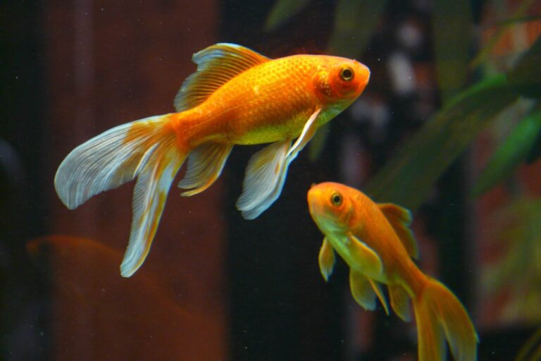 Une décision historique reconnaît deux poissons rouges comme des êtres sensibles : « ils ne peuvent pas être exposés et traités comme des marchandises »
