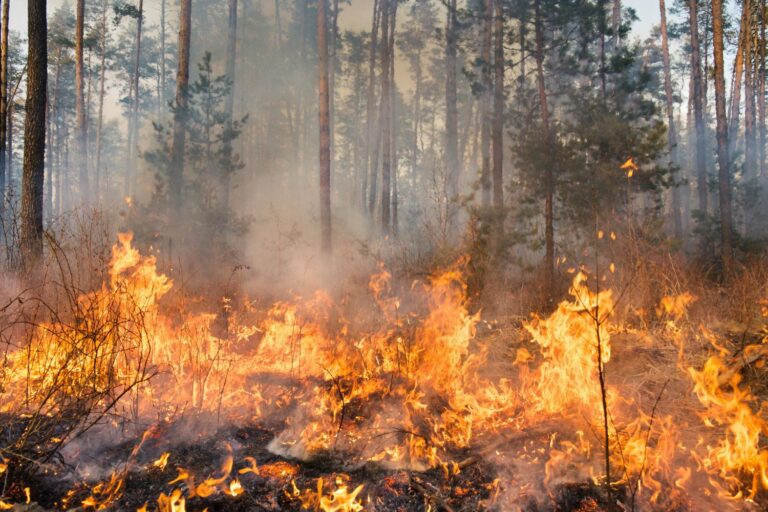 Les incendies n'attendent plus l'été : près de 500 incendies avant la saison officielle. Le rapport