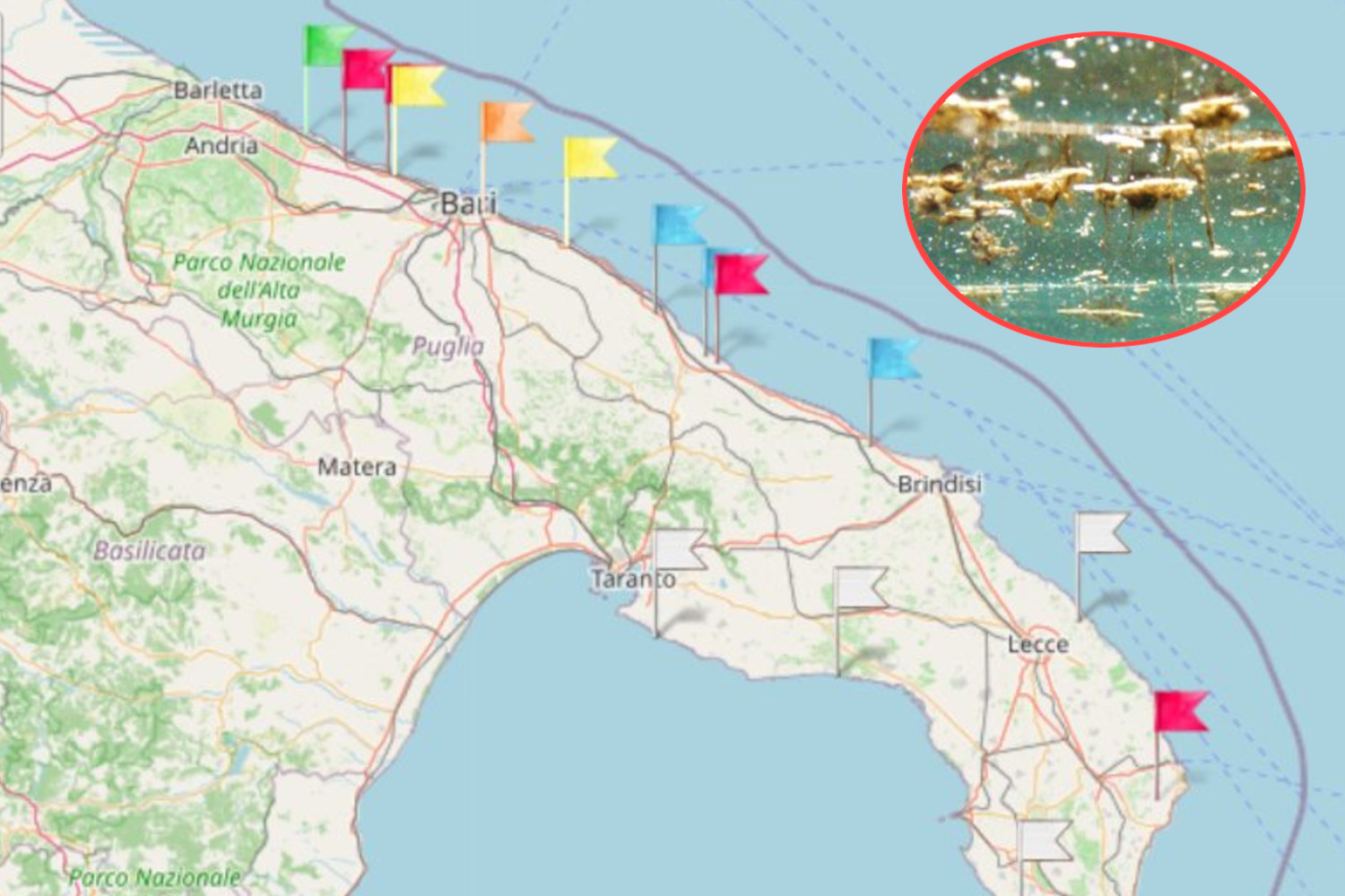 Les algues toxiques reviennent dans les Pouilles, la vignette rouge est délivrée sur ces plages : la carte des zones à risque (et les symptômes)