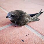 Avez-vous trouvé un martinet au sol ? Je vais vous expliquer comment le sauvegarder et les erreurs à ne pas commettre