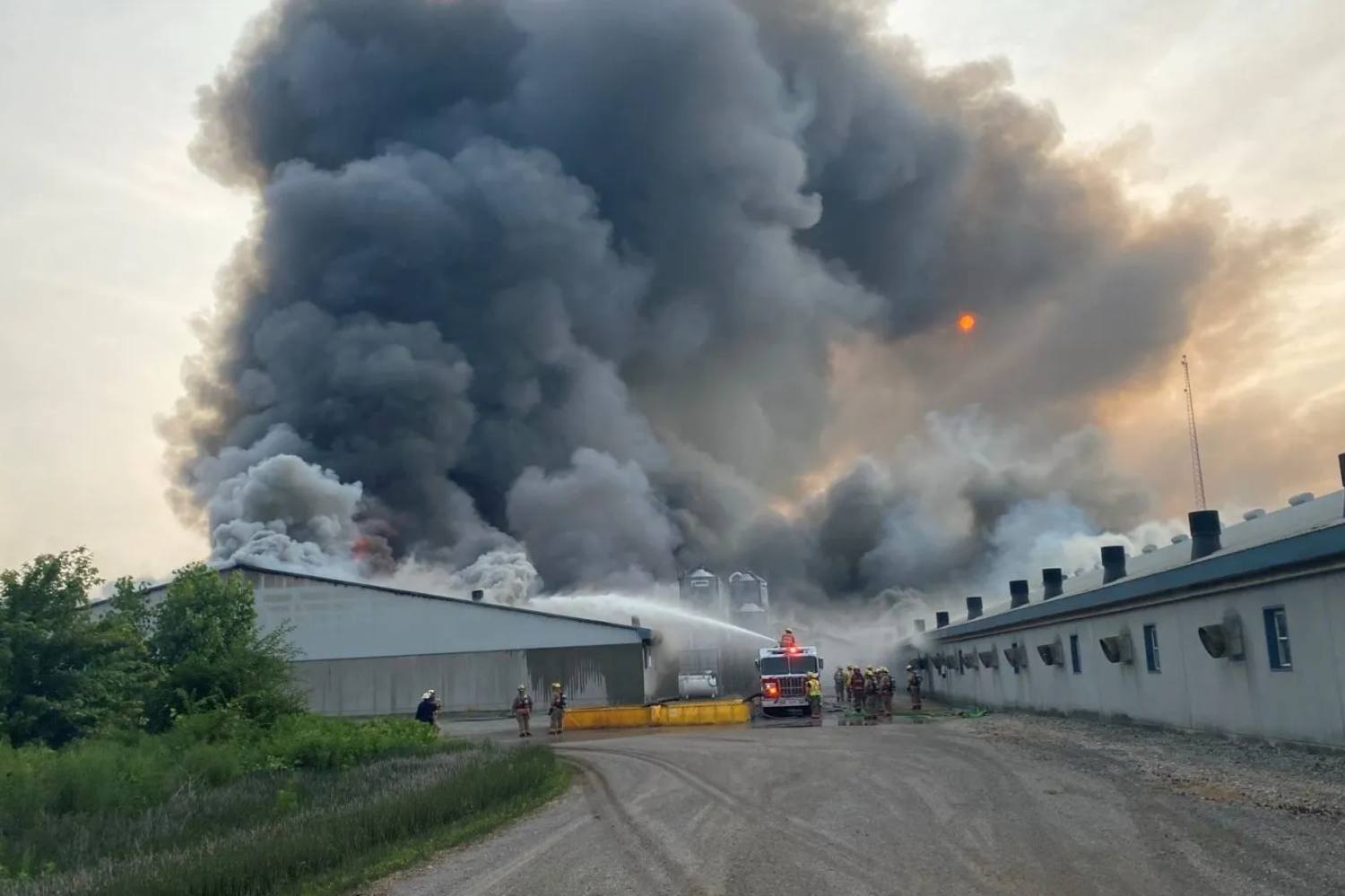 Incendio maiali
