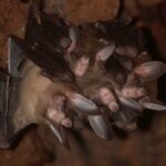 Ces images nous montrent le côté tendre des chauves-souris : elles se câlinent, jouent et s'embrassent