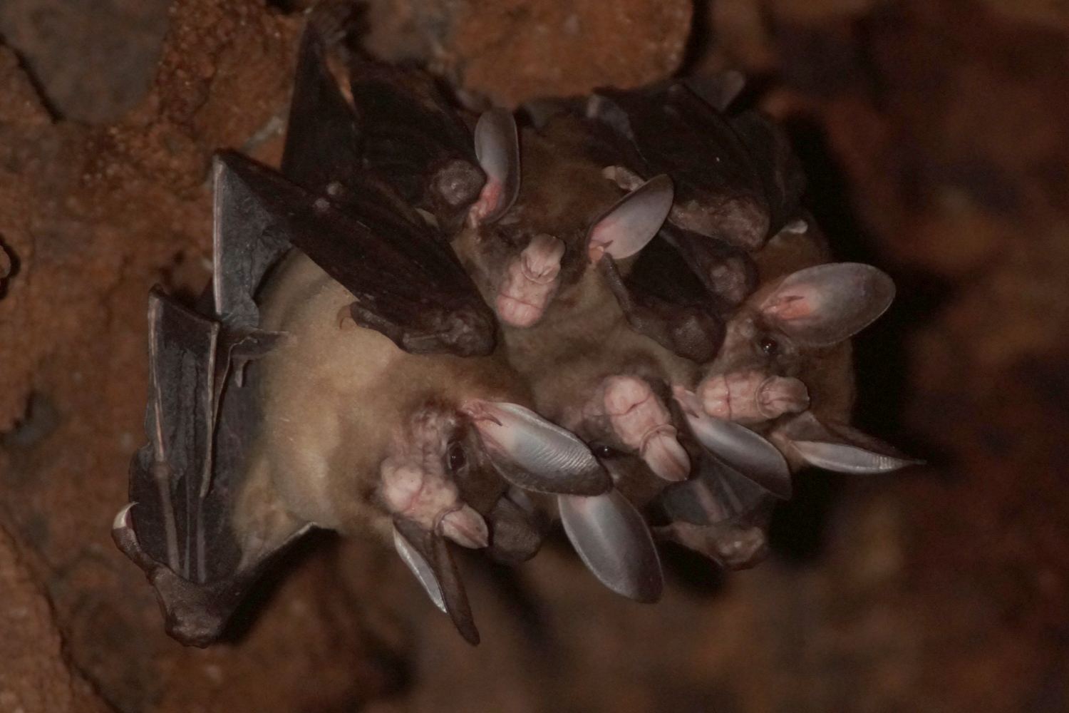 Pipistrelli