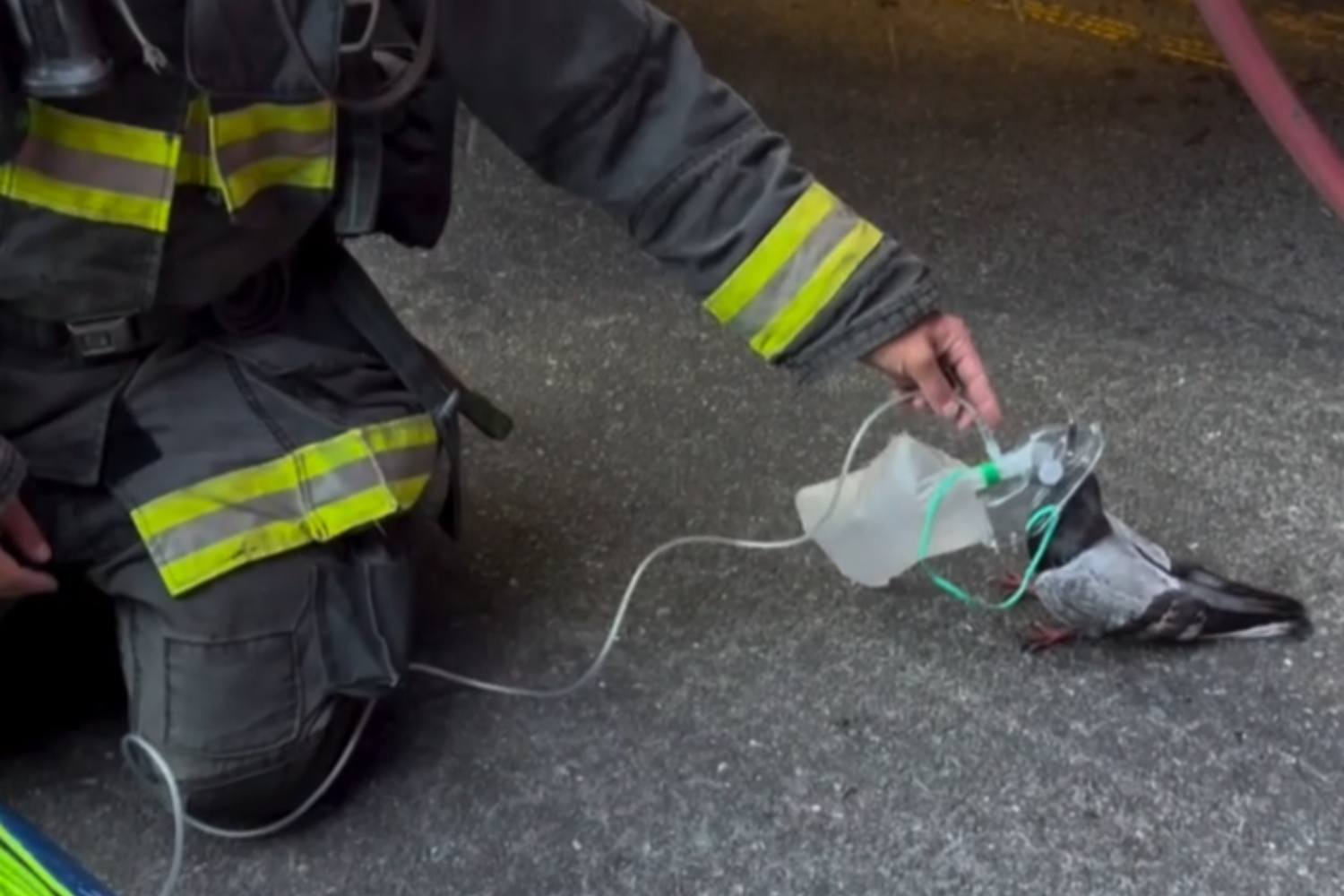 Piccione vigili del fuoco