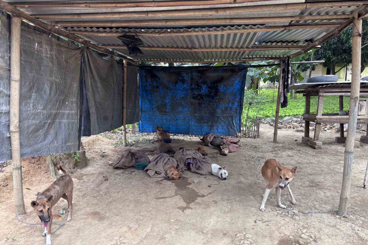 chiens indiens