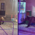 Un ours fait une descente dans les manèges lors d'une fête dans un village des Abruzzes, le maire : « ne vous approchez pas et ne laissez pas de nourriture dans la rue »