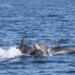 Les dauphins choisissent la mer d'Ostie pour se reproduire : plus de 400 spécimens peuplent les Secche di Tor Paterno (et les images sont passionnantes)
