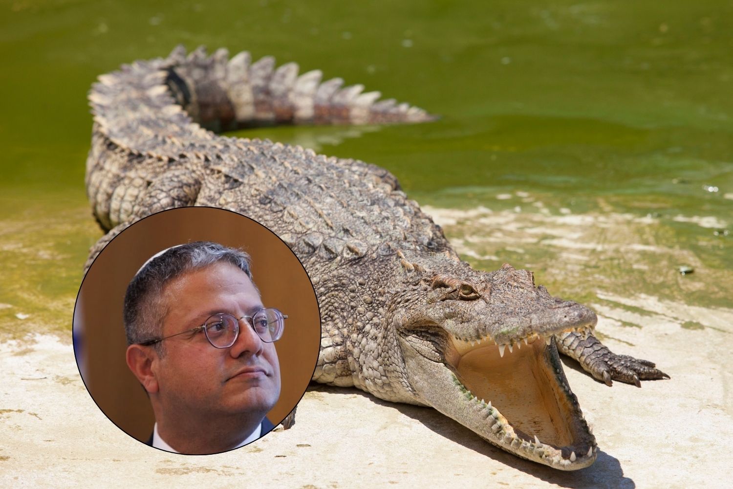 coccodrilli israele