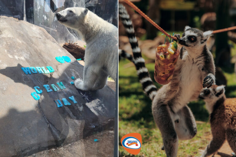 Rien que de tenir ! Les photos d'ours polaires et de lémuriens léchant des glaces dans les zoos sont infiniment tristes
