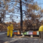 Massacre d'abeilles en Sardaigne, plus de 700 mille insectes morts dans les flammes : les apiculteurs répondent par « Sa paradura » (émouvant tout le monde)