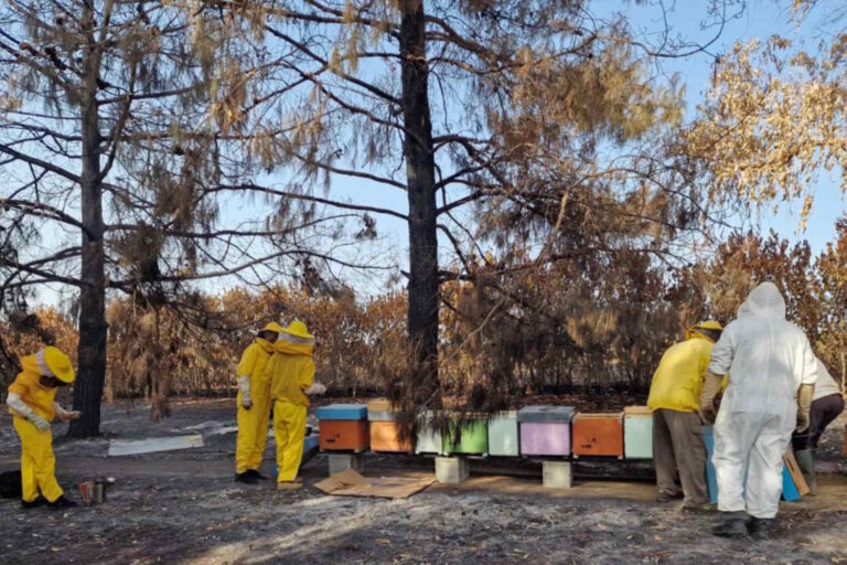 Massacre d'abeilles en Sardaigne, plus de 700 mille insectes morts dans les flammes : les apiculteurs répondent par « Sa paradura » (émouvant tout le monde)