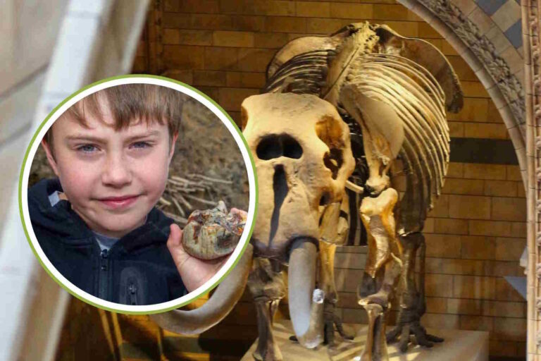 Il trouve une molaire fossile vieille de près de 2 millions d'années alors qu'il se promène sur la plage avec sa mère