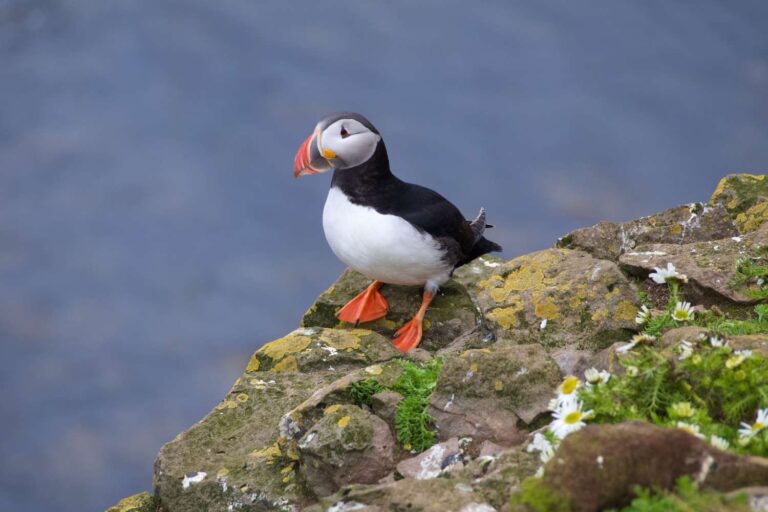Extraordinaire! Un poussin macareux repéré sur la côte du Dorset – une première depuis 30 ans