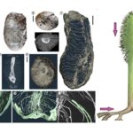 Les racines des arbres géants du Paléozoïque poussaient « à l’envers », comme de petites pousses souterraines