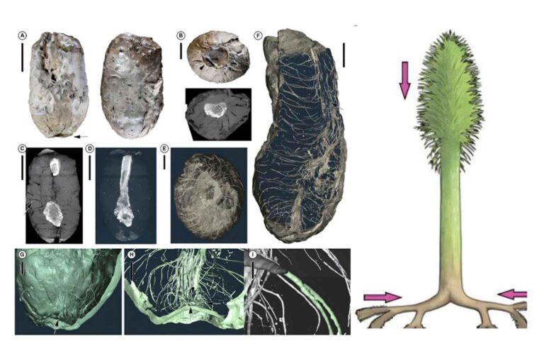 Les racines des arbres géants du Paléozoïque poussaient « à l’envers », comme de petites pousses souterraines