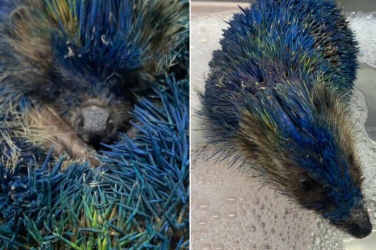 Ils couvrent un hérisson de peinture en bombe jusqu'à ce qu'il meure (après une semaine d'agonie) : quatre personnes arrêtées