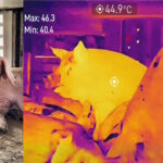 Porcs transportés à plus de 45°C sans eau : animaux morts et mourants dans des camions à destination des abattoirs, les images chocs