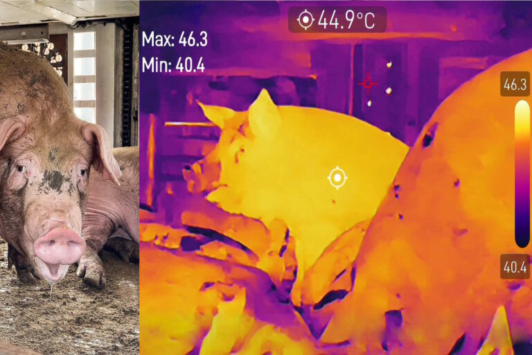 Porcs transportés à plus de 45°C sans eau : animaux morts et mourants dans des camions à destination des abattoirs, les images chocs