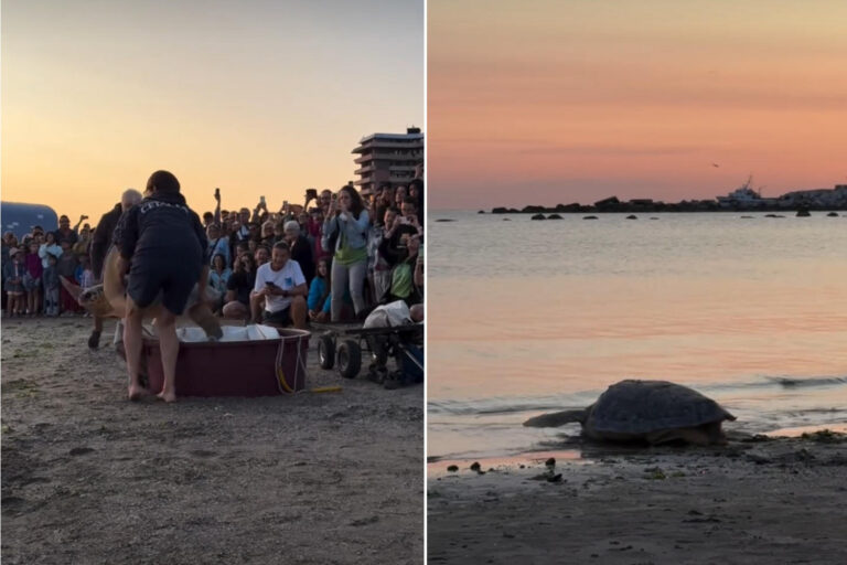 Le long voyage de la tortue Ulysse vers la liberté : il retourne à la mer après avoir été piégé dans un chalut