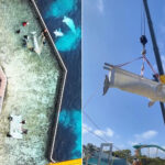Marineland : voici comment les 4 bélugas restants ont été transportés par avion vers le parc aquatique fermé en Ontario