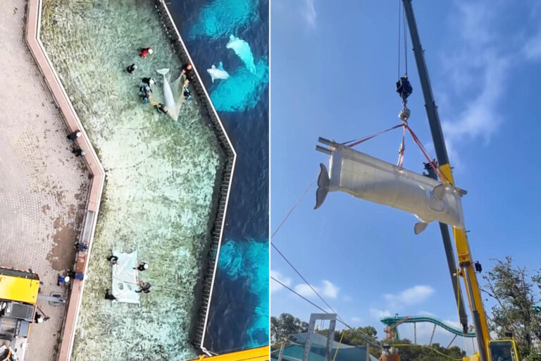 Marineland : voici comment les 4 bélugas restants ont été transportés par avion vers le parc aquatique fermé en Ontario