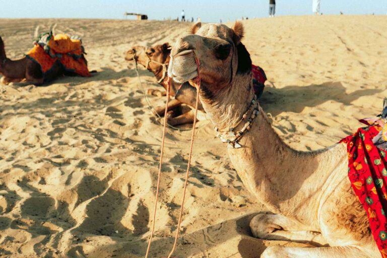 Même les chameaux meurent à cause de la chaleur extrême et de la sécheresse : un boom des décès en Afrique