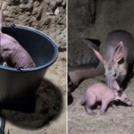 Un très doux bébé oryctérope est né au zoo de Berlin, mais il vivra pour toujours loin de son habitat