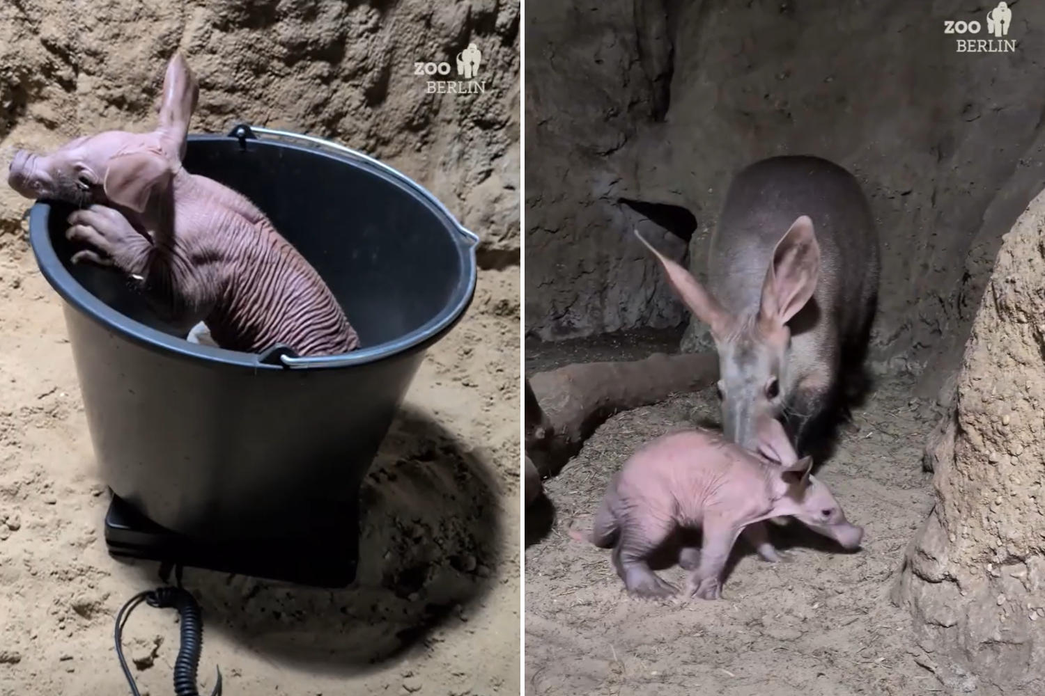 Oritteropo allo Zoo di Berlino