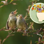 Le chant des oiseaux soulage le stress : même 10 minutes de gazouillis suffisent pour être plus détendu